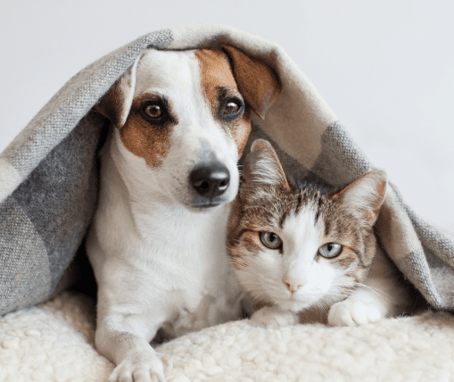 Canine & Feline Wellness Panels
