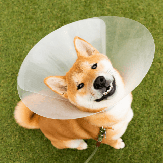Post Surgical Information