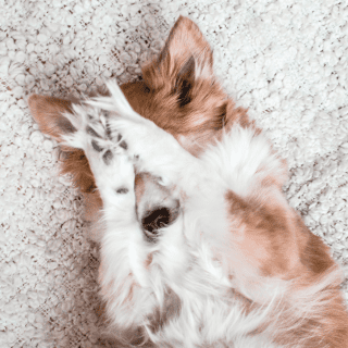 Surgical Appointment Cancellation Policy
